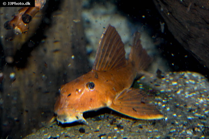 Hypostomus pusarum