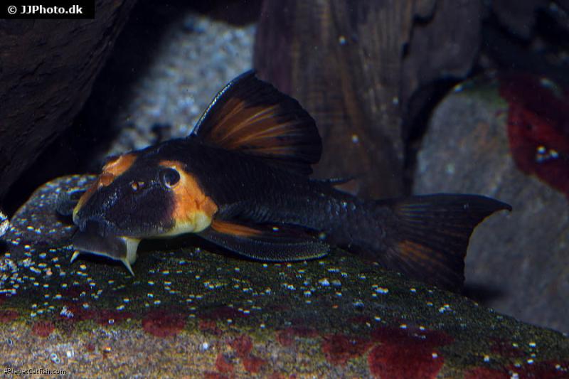 Hypostomus pusarum