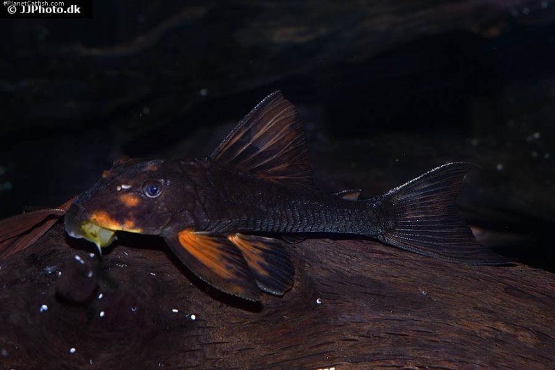 Hypostomus pusarum