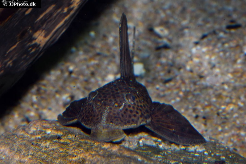Hypostomus pusarum