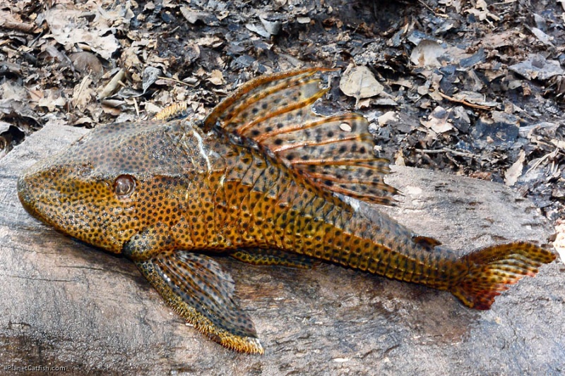 Hypostomus pyrineusi