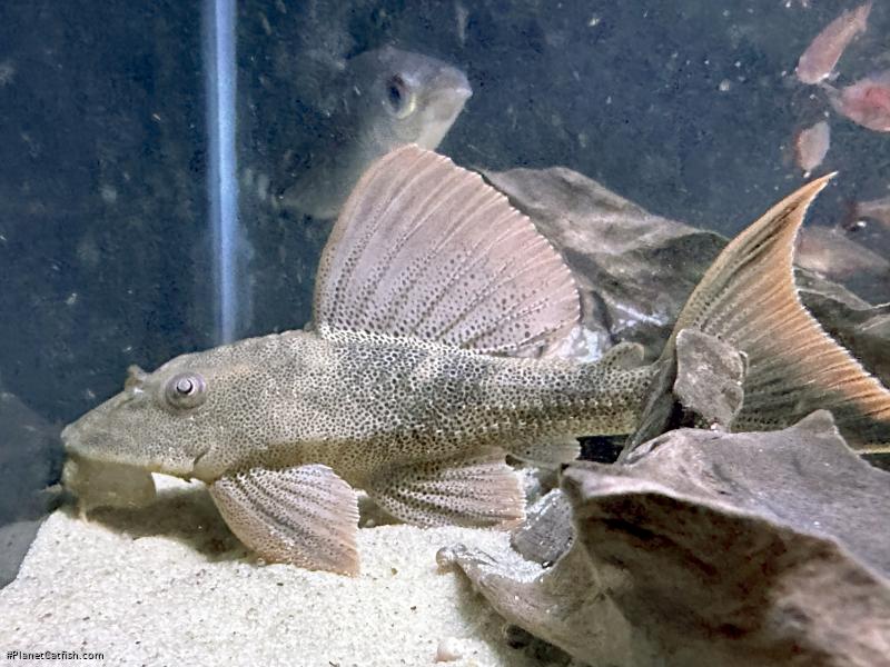 Hypostomus rhantos