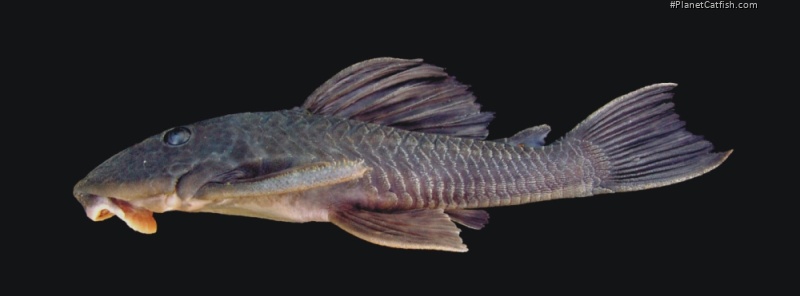 Hypostomus robertsoni