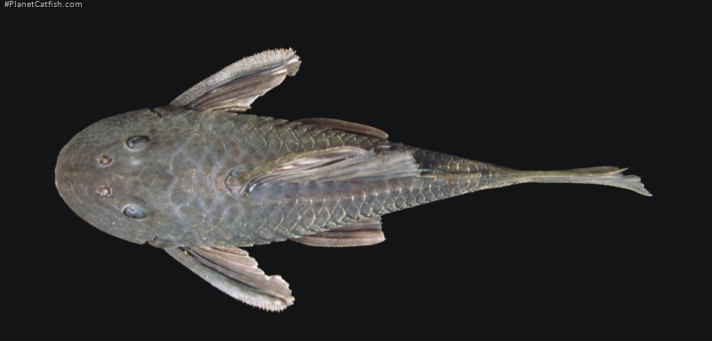 Hypostomus robertsoni