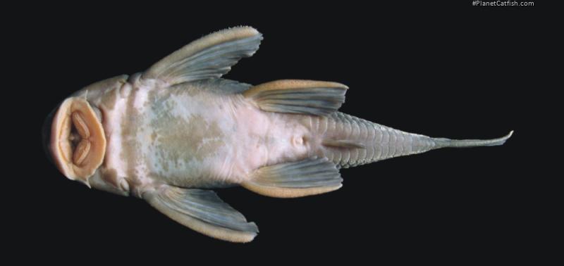 Hypostomus robertsoni