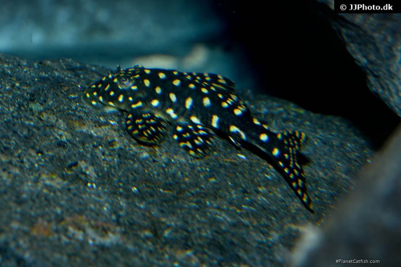 Hypostomus sertanejo