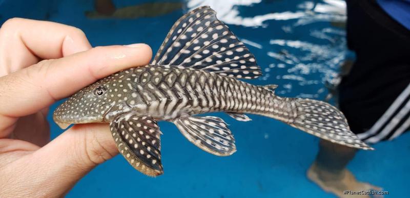 Hypostomus sertanejo