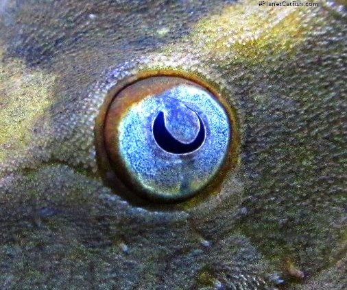 Hypostomus soniae