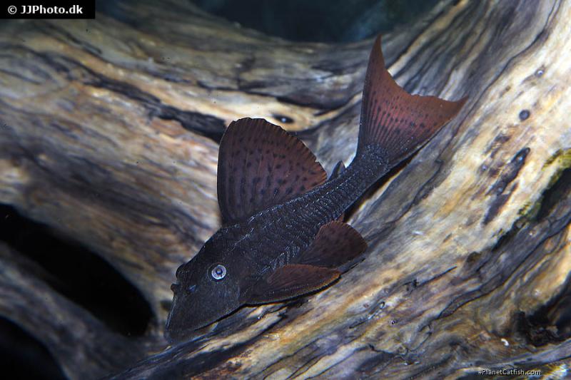 Hypostomus soniae