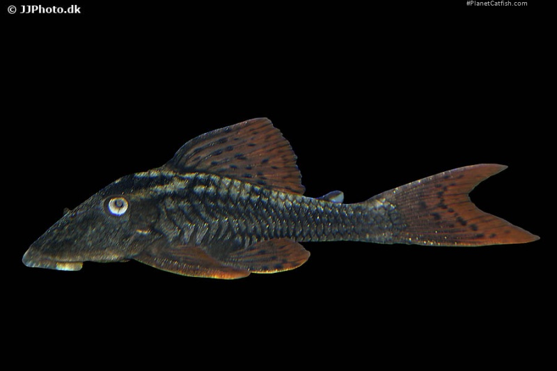 Hypostomus soniae