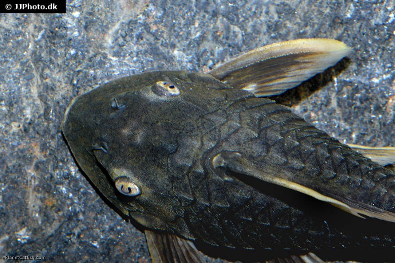 Hypostomus sp. (L360)