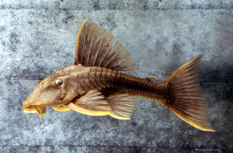 Hypostomus sp. (L360)