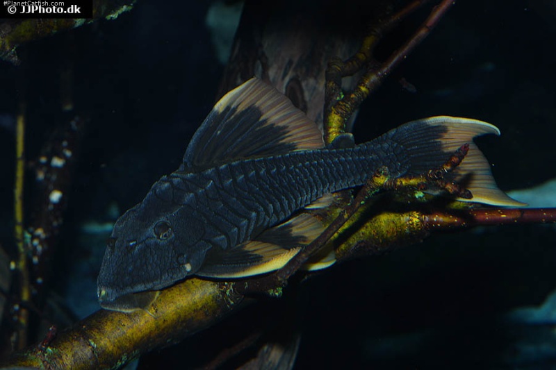 Hypostomus sp. (L360)