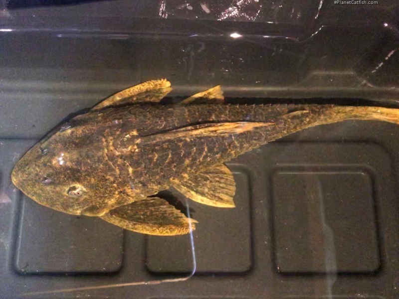 Hypostomus sp. (L517)