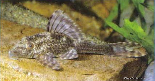 Hypostomus sp. (L367)