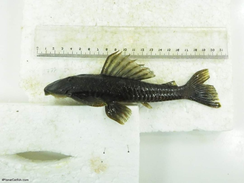 Hypostomus strigaticeps