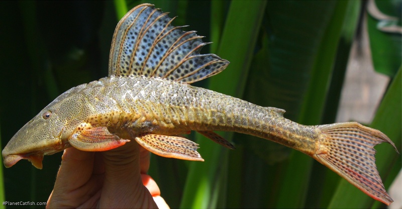 Hypostomus subcarinatus