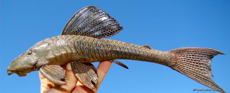 Hypostomus subcarinatus