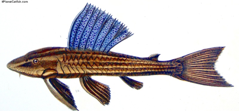 Hypostomus subcarinatus