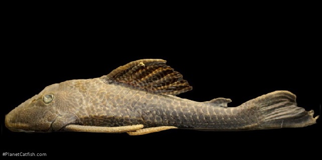 Hypostomus vaillanti