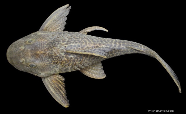 Hypostomus vaillanti
