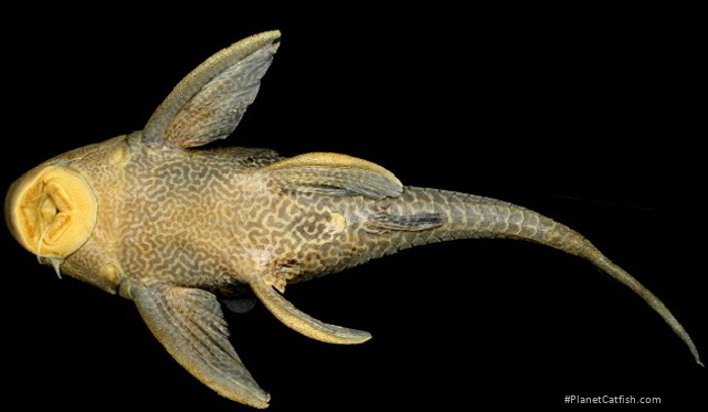 Hypostomus vaillanti