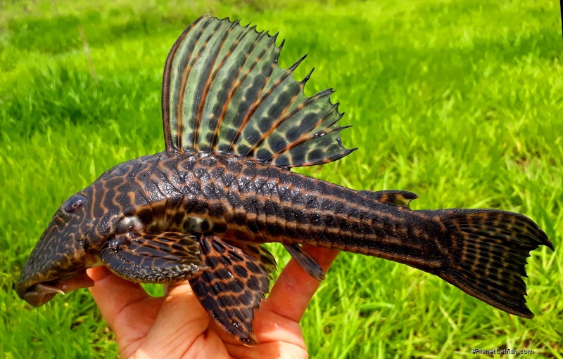 Hypostomus variipictus