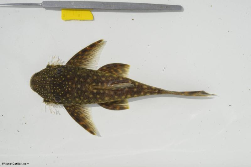 Lasiancistrus guacharote