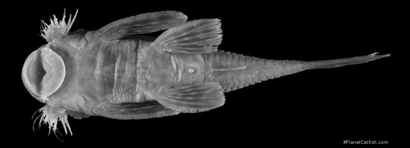 Lasiancistrus guacharote
