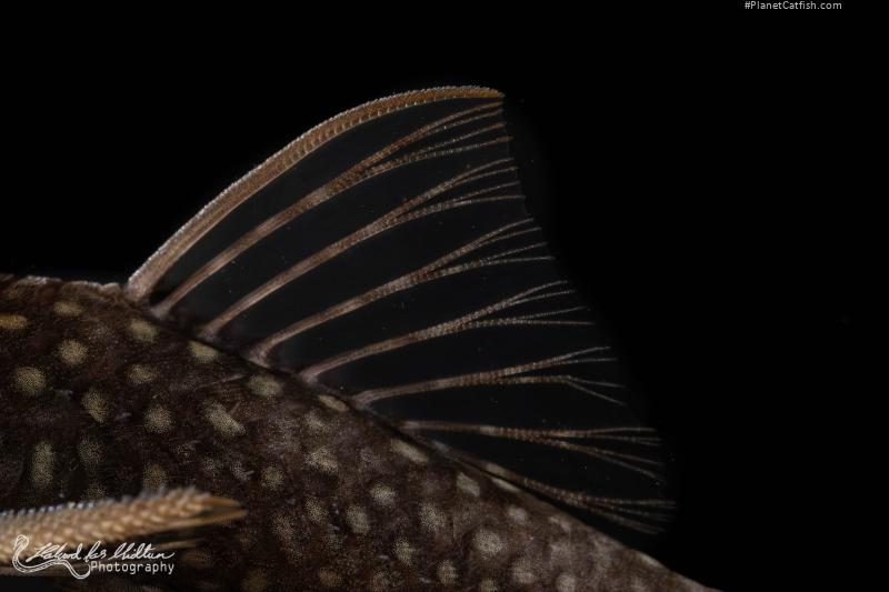Lasiancistrus heteracanthus