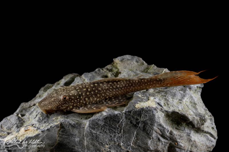 Lasiancistrus heteracanthus