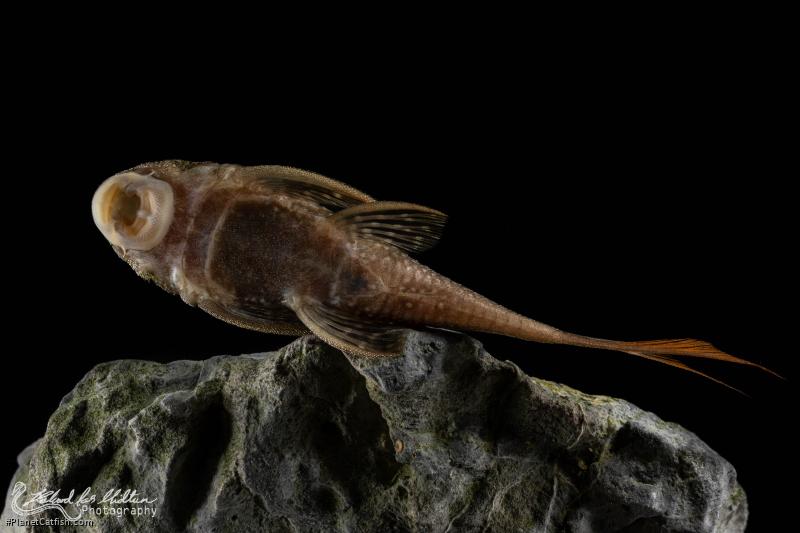 Lasiancistrus heteracanthus