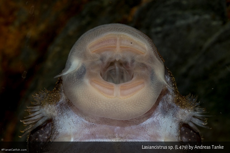 Lasiancistrus sp. (L479)