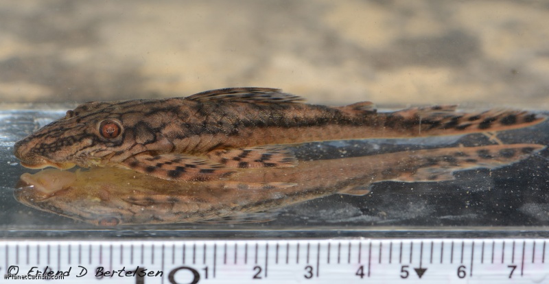 Lasiancistrus sp. (L516)