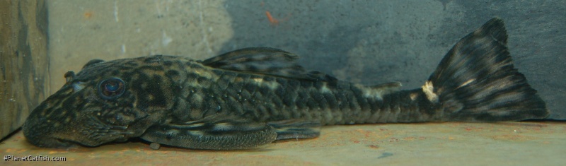 Lasiancistrus volcanensis