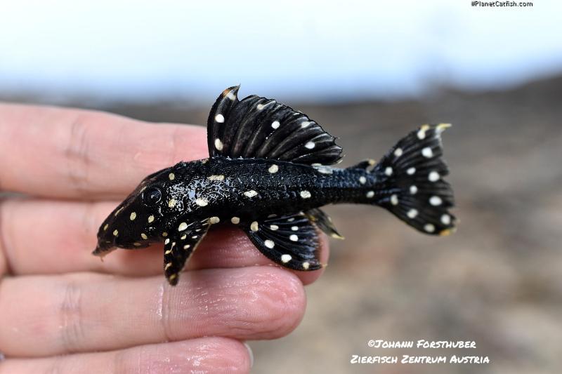 Leporacanthicus cf. galaxias(l294)