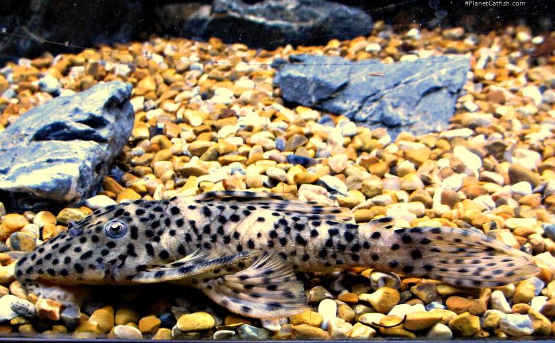 Leporacanthicus heterodon