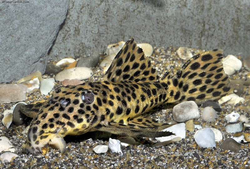 Leporacanthicus heterodon 