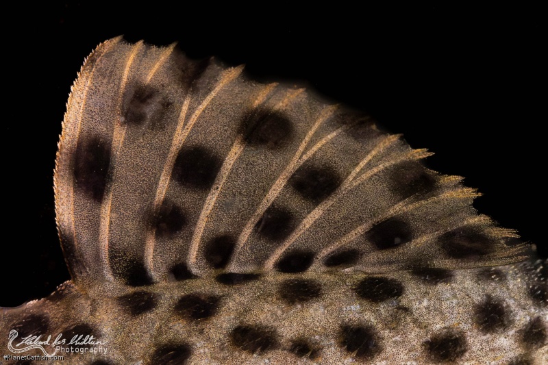 Leporacanthicus heterodon