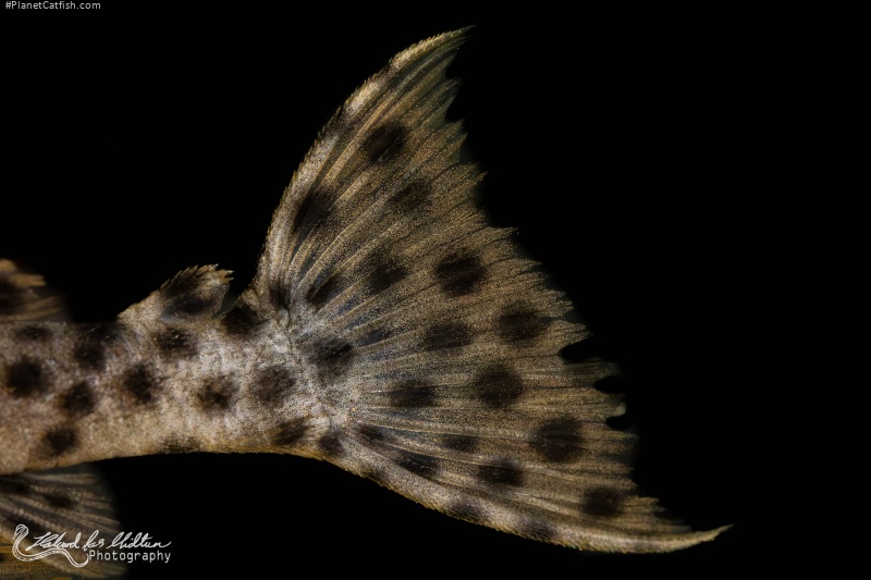 Leporacanthicus heterodon