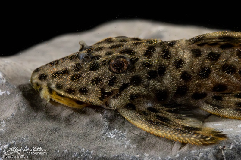 Leporacanthicus heterodon