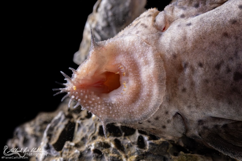 Leporacanthicus triactis