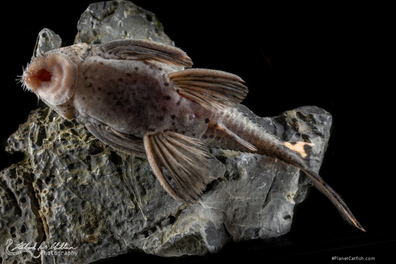 Leporacanthicus triactis