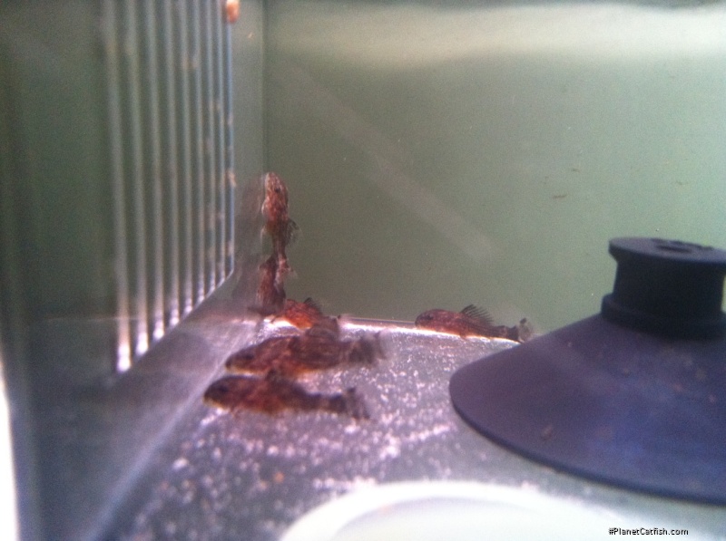 Leporacanthicus triactis