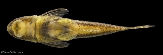 Leptotocinclus ctenistus
