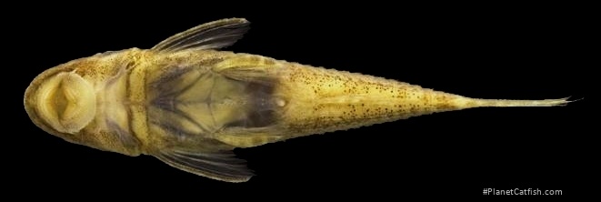 Leptotocinclus madeirae