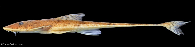 Limatulichthys nasarcus