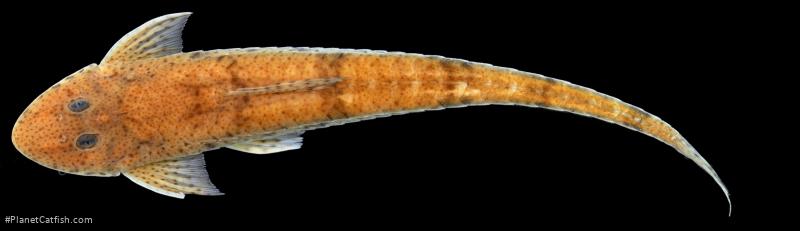 Limatulichthys nasarcus