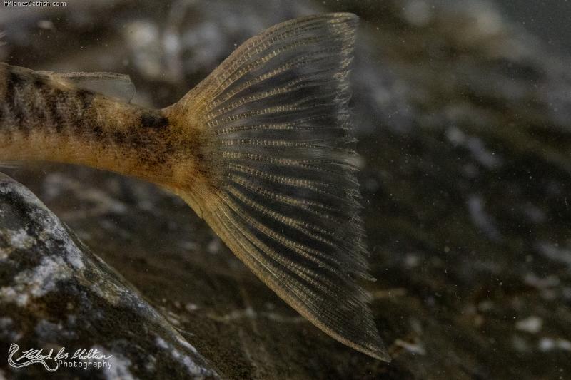 Lithoxancistrus orinoco