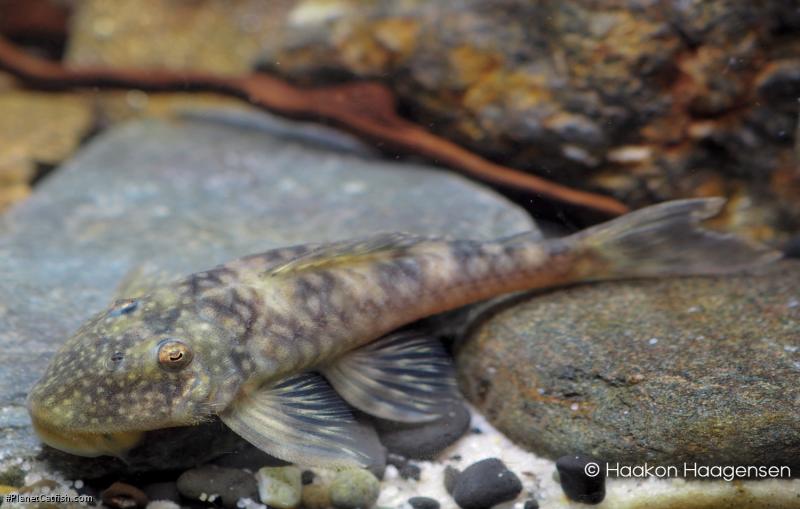 Lithoxancistrus orinoco